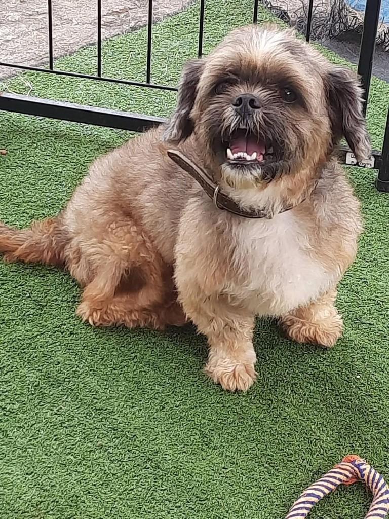 Yvis, cachorro de porte pequeno para adoção em Santa Luzia - MG