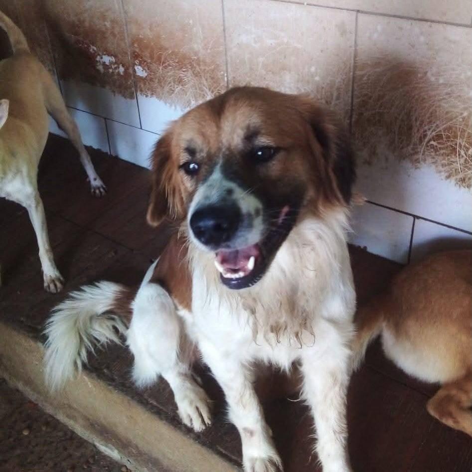 Dogo, cachorro de porte médio para adoção em Santa Luzia - MG