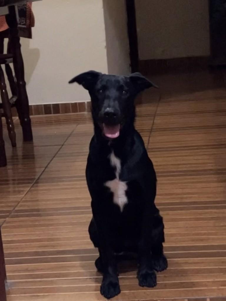 Chloe, cadela de porte médio para adoção em Belo Horizonte - MG