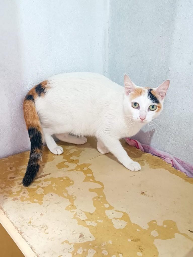 Yasmin, gata de porte médio para adoção em Belo Horizonte - MG