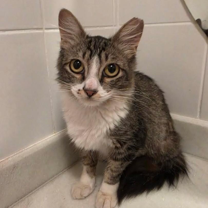 Selena, gata de porte pequeno para adoção em Belo Horizonte - MG