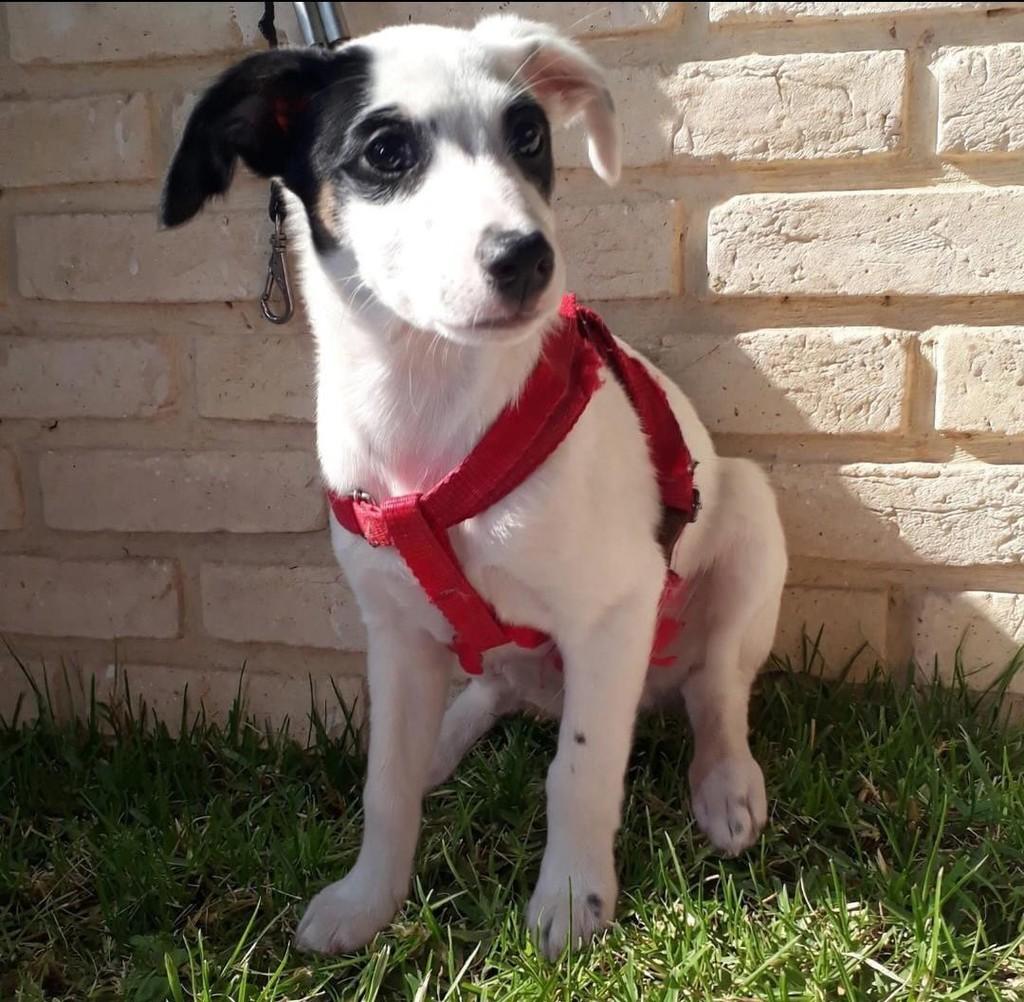 Apollo, cachorro de porte médio para adoção em Belo Horizonte - MG