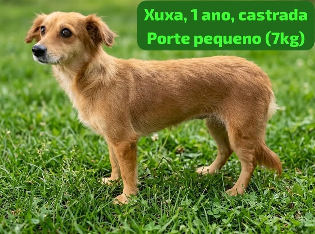 Xuxa, cadela de porte pequeno para adoção em Belo Horizonte - MG