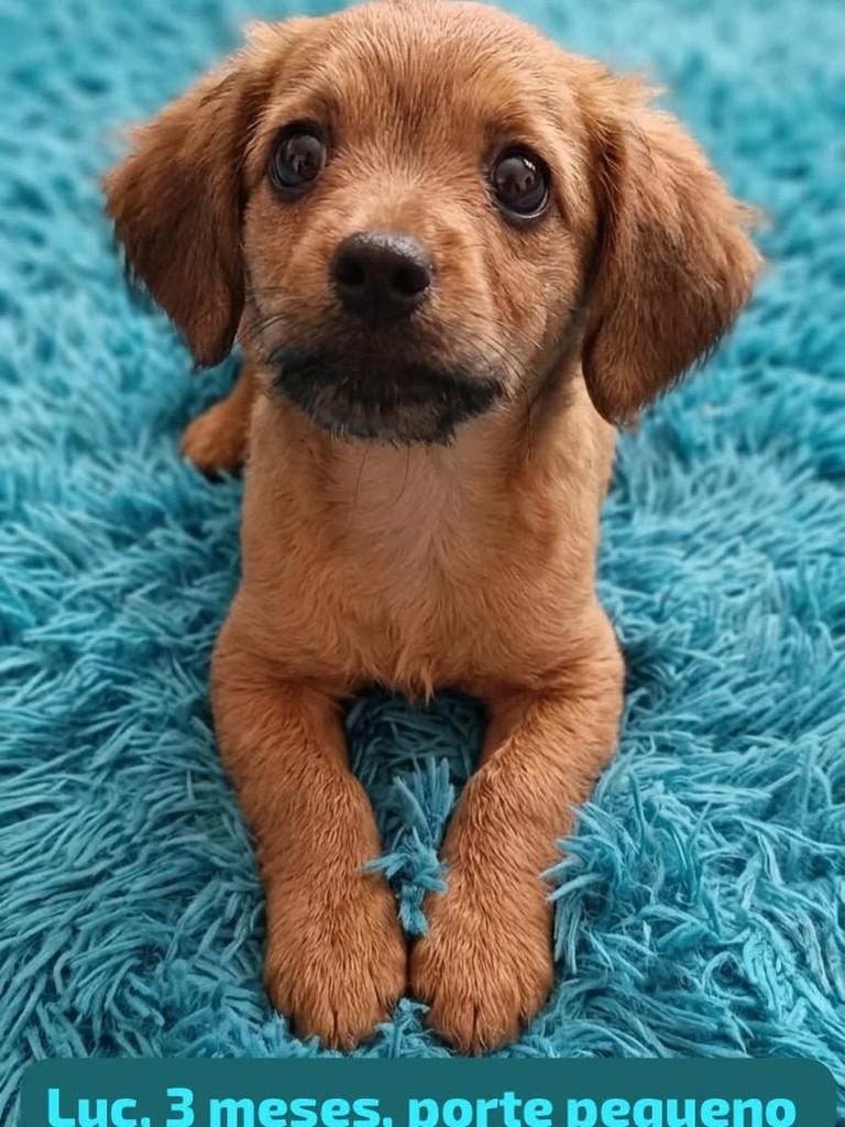 Luc, cachorro de porte pequeno para adoção em Belo Horizonte - MG