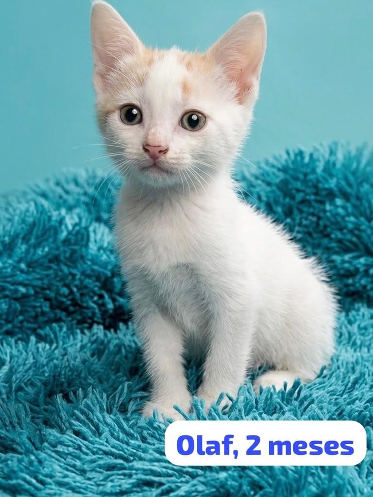 Olaf, gato de porte pequeno para adoção em Belo Horizonte - MG