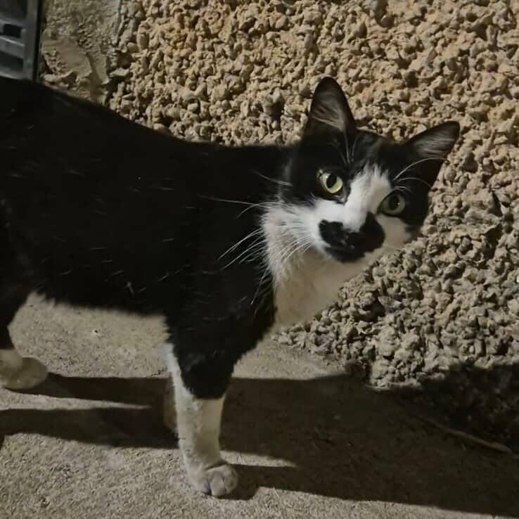 Frajola, gata de porte médio para adoção em Belo Horizonte - MG