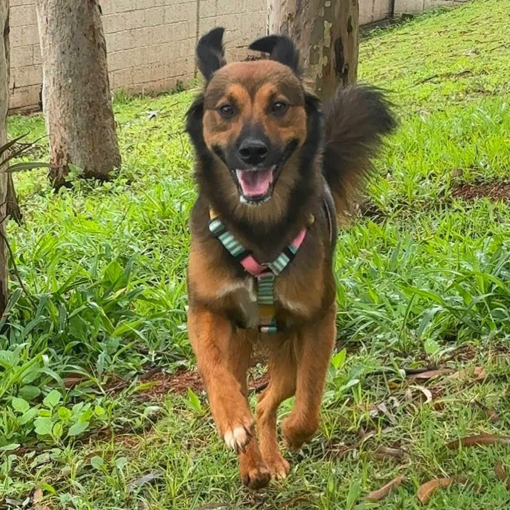 Mabel, cadela de porte médio para adoção em Belo Horizonte - MG