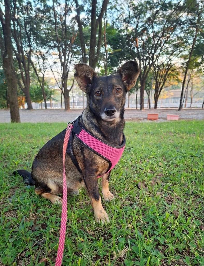Sorriso, cadela de porte pequeno para adoção em Belo Horizonte - MG