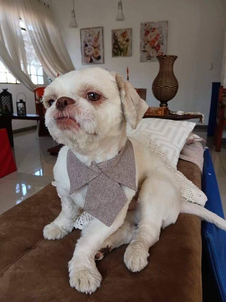Freddy, cachorro de porte pequeno para adoção em Belo Horizonte - MG