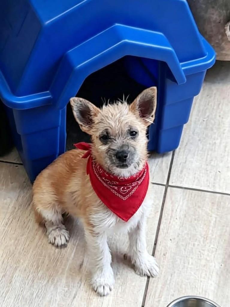 Lobinho, cachorro de porte pequeno para adoção em Belo Horizonte - MG