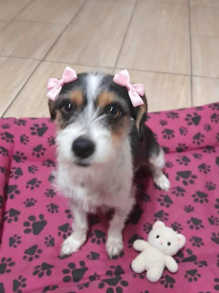 Belinha, cachorro de porte pequeno para adoção em Belo Horizonte - MG