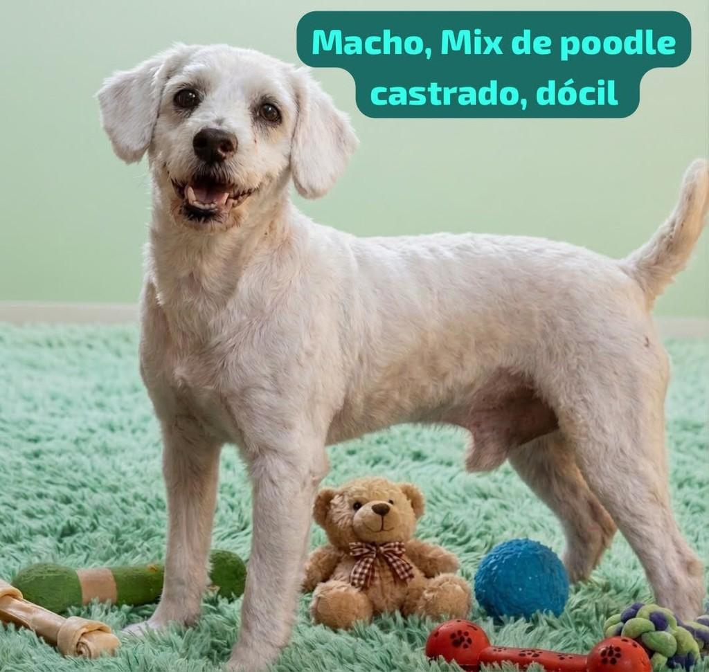 Tom, cachorro de porte pequeno para adoção em Belo Horizonte - MG