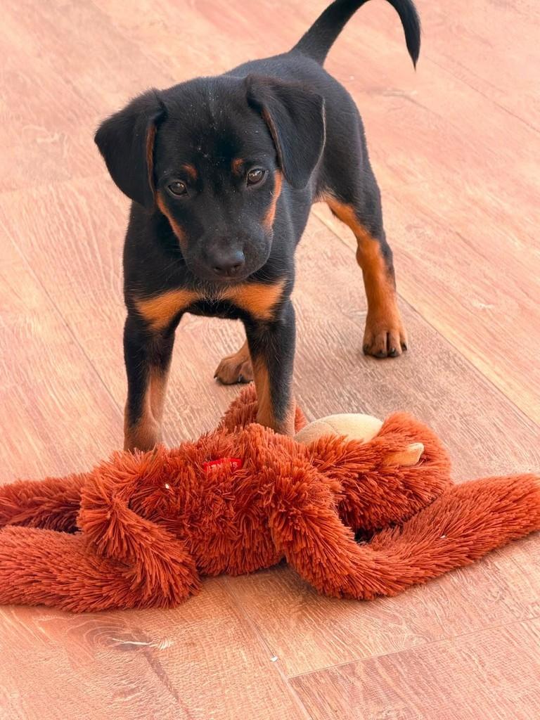 Joaquim, cachorro de porte médio para adoção em Vespasiano - MG