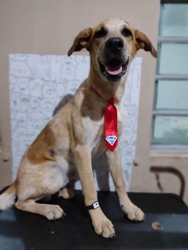 Patinha, cachorro de porte grande para adoção em Pedro Leopoldo - MG