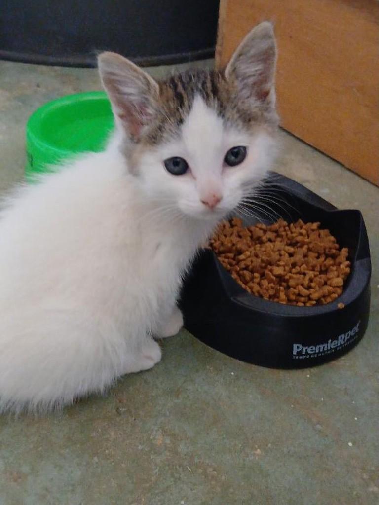 Filhotinha, gata de porte pequeno para adoção em Belo Horizonte - MG