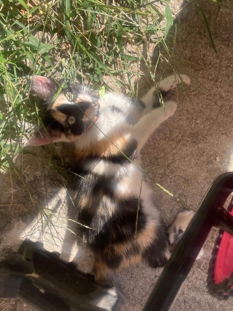 Pandora, gata de porte pequeno para adoção em Belo Horizonte - MG