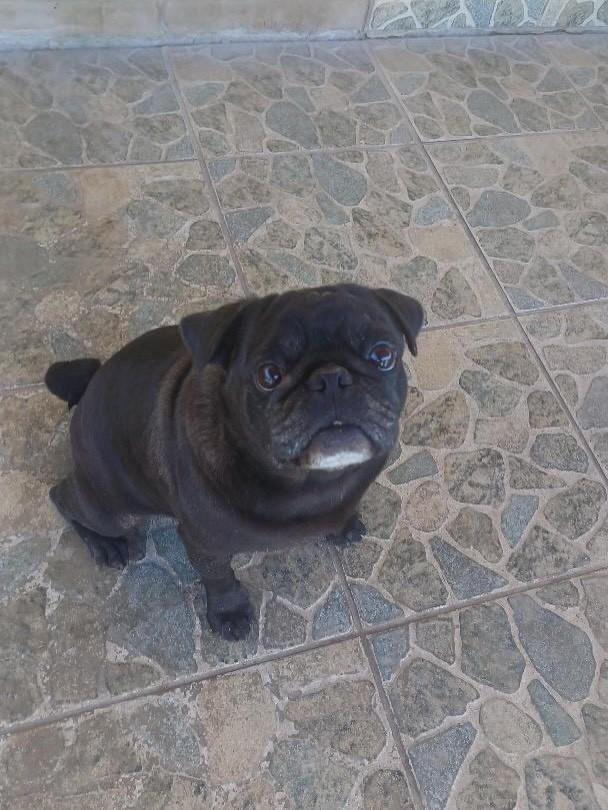 Toretto, cachorro de porte pequeno para adoção em Belo Horizonte - MG