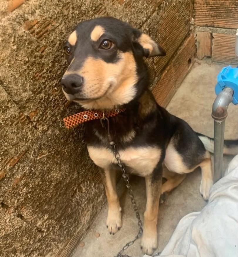 Nane, cadela de porte médio para adoção em Belo Horizonte - MG