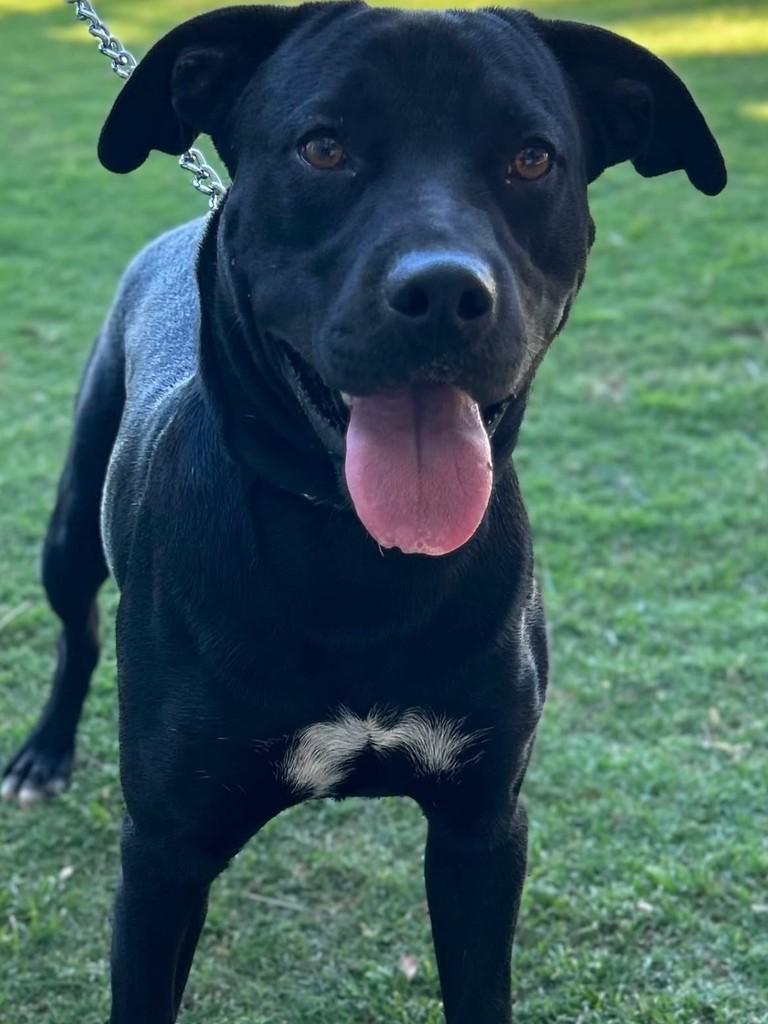 Thor, cachorro de porte médio para adoção em Belo Horizonte - MG