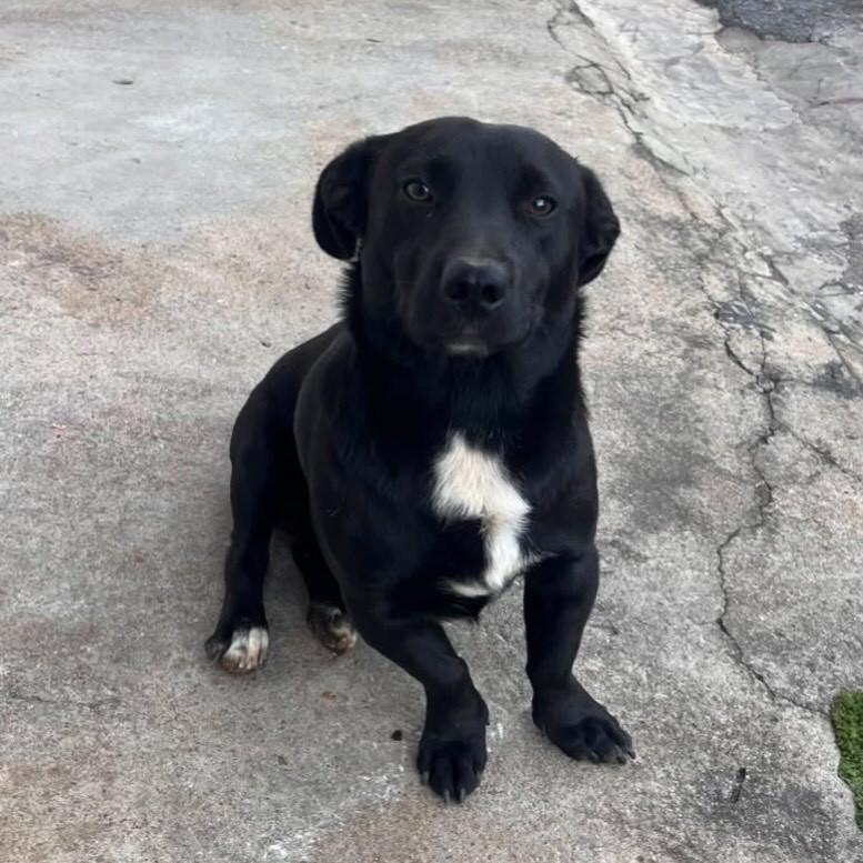 Ébano, cachorro de porte pequeno para adoção em Belo Horizonte - MG