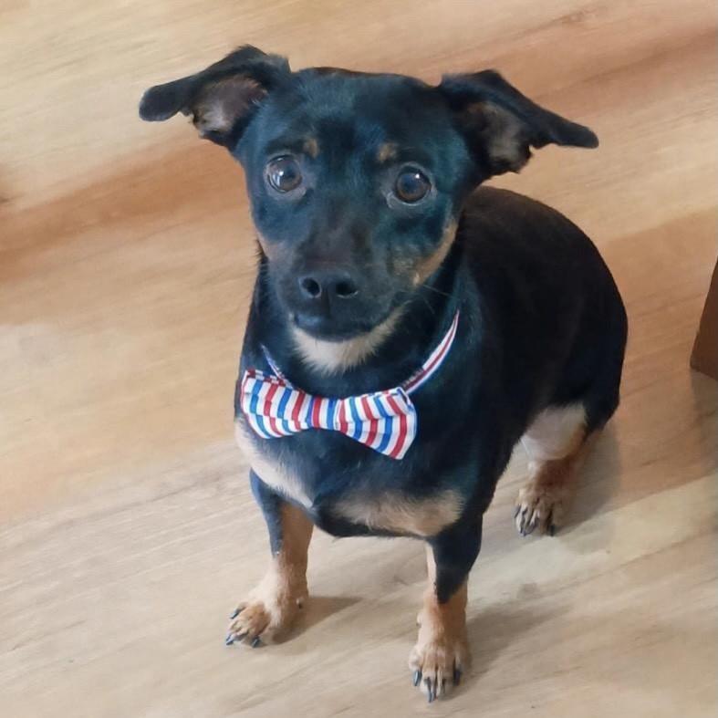 Guibys, cachorro de porte pequeno para adoção em Belo Horizonte - MG