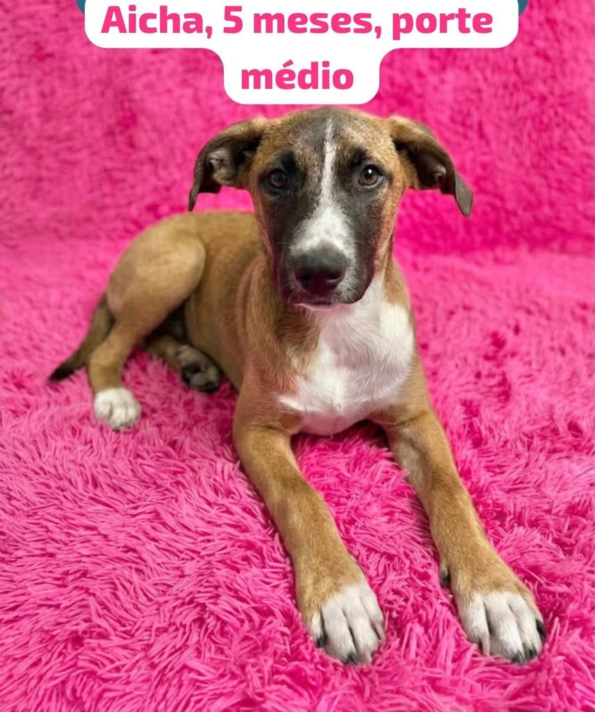 Aicha, cachorro de porte médio para adoção em Belo Horizonte - MG
