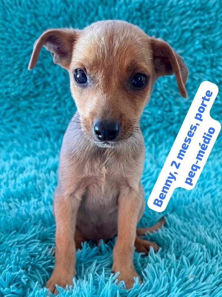 Benny, cachorro de porte médio para adoção em Belo Horizonte - MG