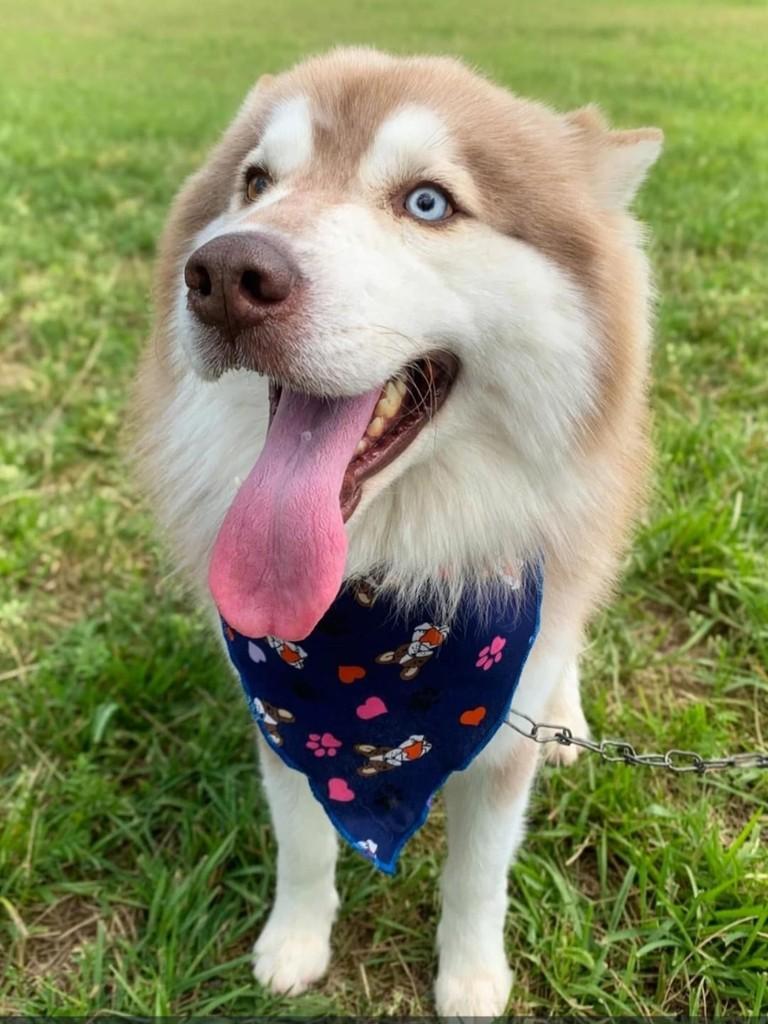 Logan, cachorro de porte grande para adoção em Belo Horizonte - MG