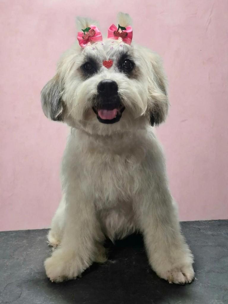 Molly, cadela de porte médio para adoção em Belo Horizonte - MG