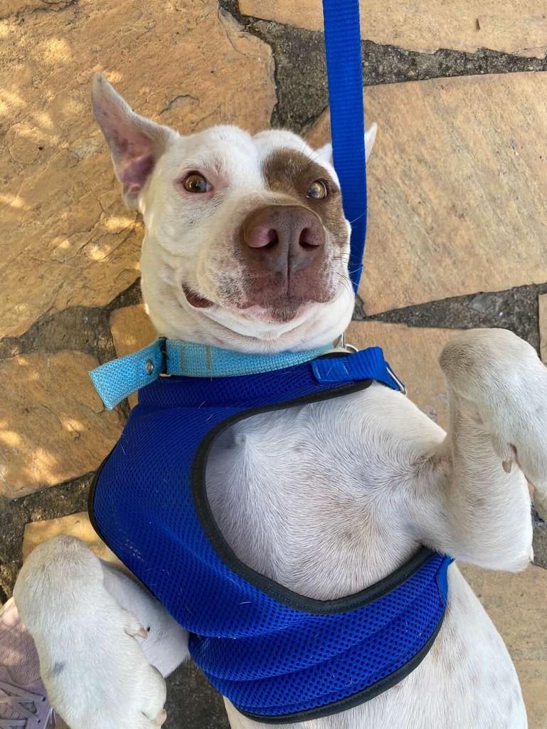 Bold, cachorro de porte médio para adoção em Belo Horizonte - MG