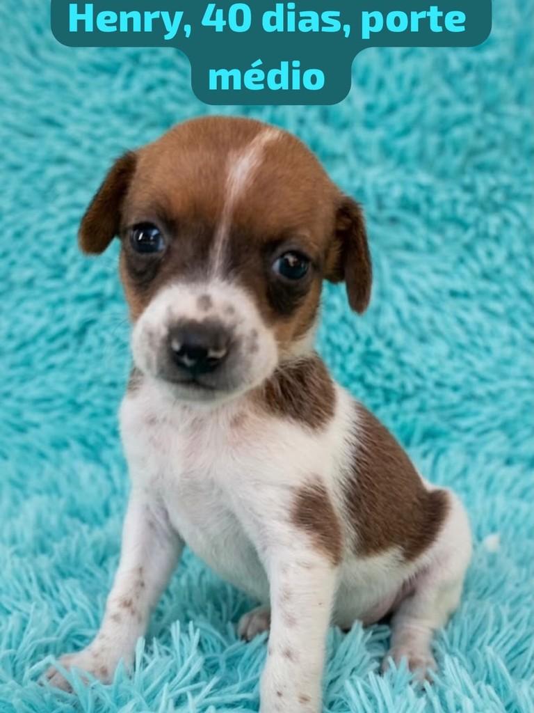 Henry, cachorro de porte médio para adoção em Belo Horizonte - MG