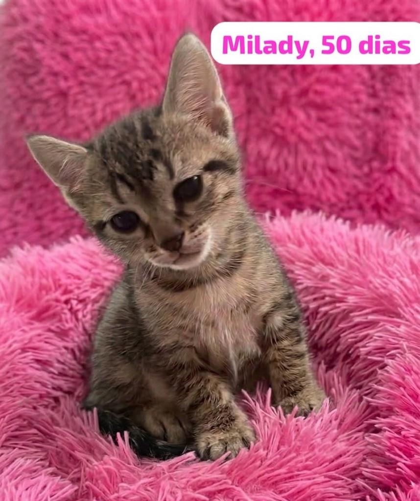 Milady, gato de porte pequeno para adoção em Belo Horizonte - MG