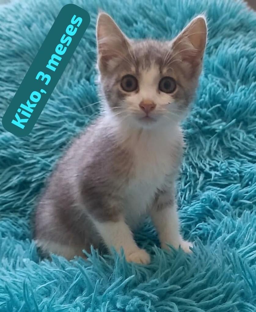 Kiko, gato de porte pequeno para adoção em Belo Horizonte - MG