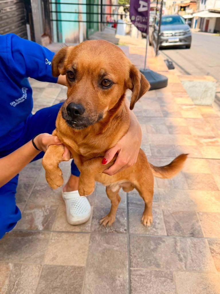 Dentinho, cachorro de porte pequeno para adoção em Belo Horizonte - MG