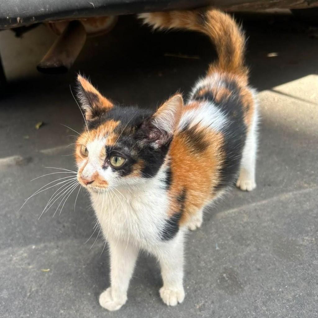 Tricolor, gata de porte pequeno para adoção em Belo Horizonte - MG