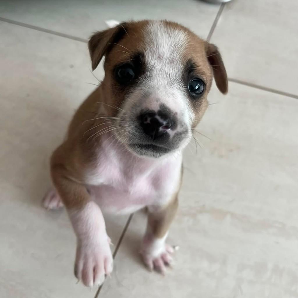 Paçoca, cachorro de porte médio para adoção em Belo Horizonte - MG