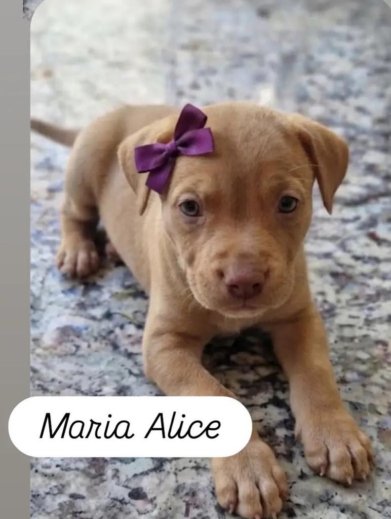 Marias, cachorro de porte médio para adoção em Belo Horizonte - MG