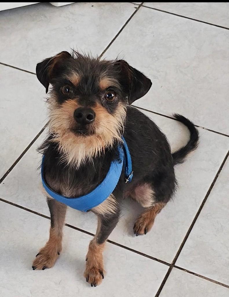 Tikin, cachorro de porte pequeno para adoção em Belo Horizonte - MG