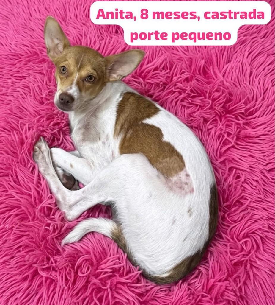 Anita, cadela de porte pequeno para adoção em Belo Horizonte - MG