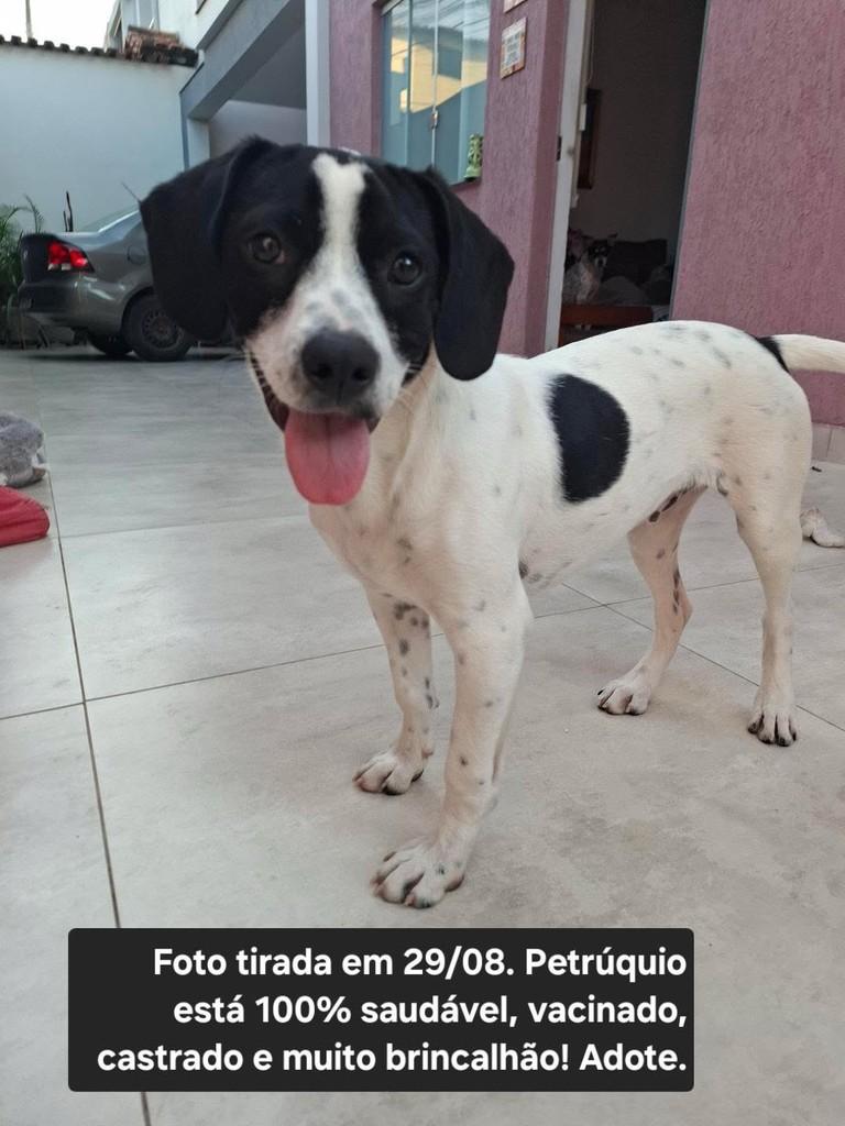 Petrúquio, cachorro de porte médio para adoção em Belo Horizonte - MG