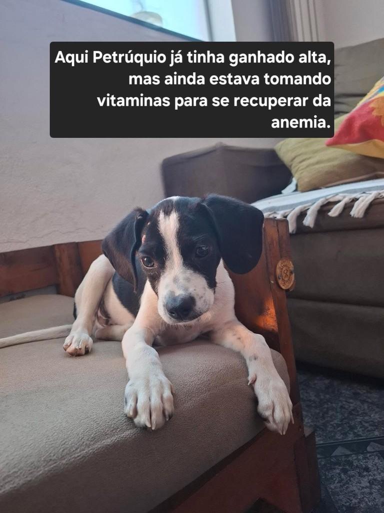 Petrúquio, cachorro de porte médio para adoção em Belo Horizonte - MG — foto 2 de 2