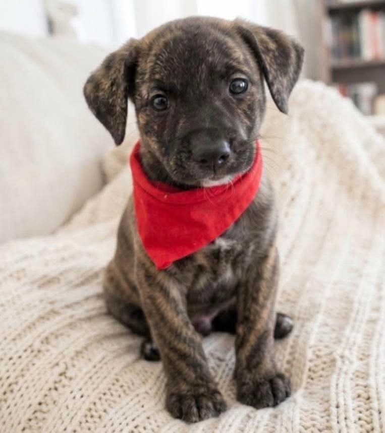 Chokito, cachorro de porte médio para adoção em Belo Horizonte - MG