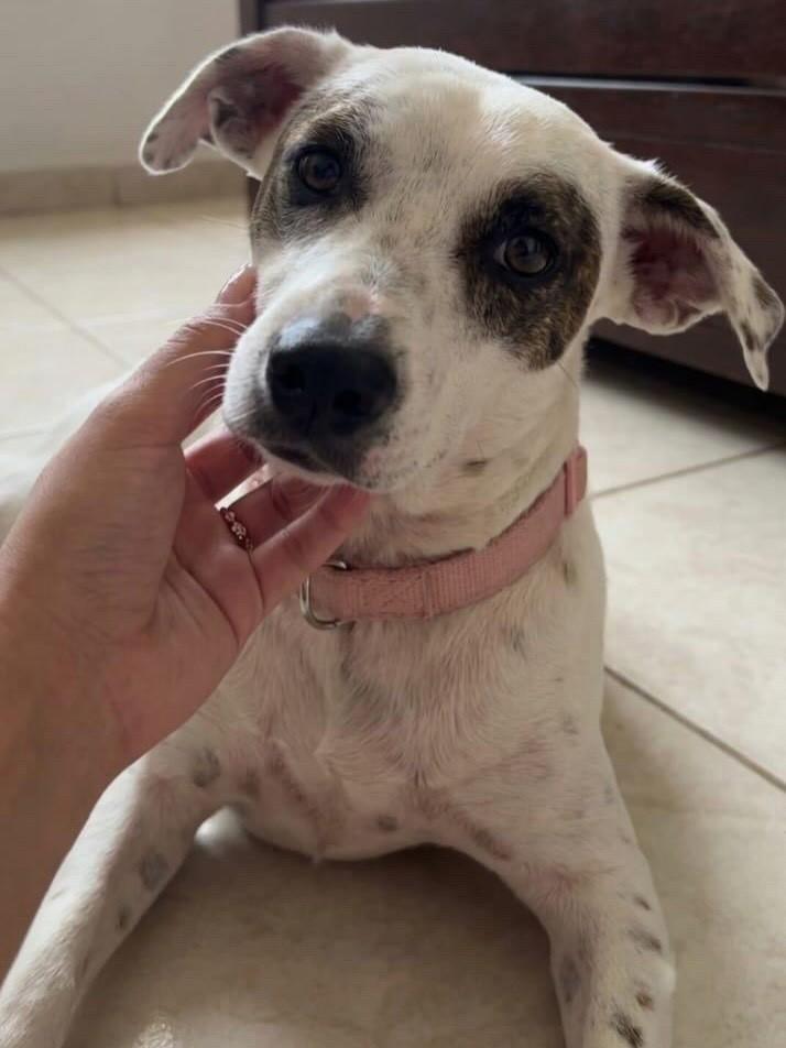 Pandora, cadela de porte pequeno para adoção em Belo Horizonte - MG