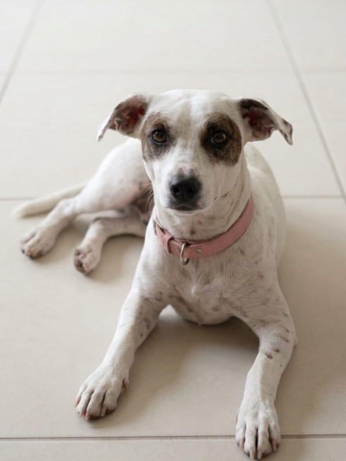 Pandora, cadela de porte pequeno para adoção em Belo Horizonte - MG — foto 2 de 2