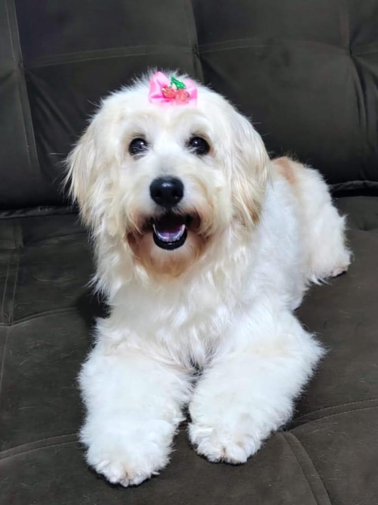Jenny, cadela de porte médio para adoção em Belo Horizonte - MG