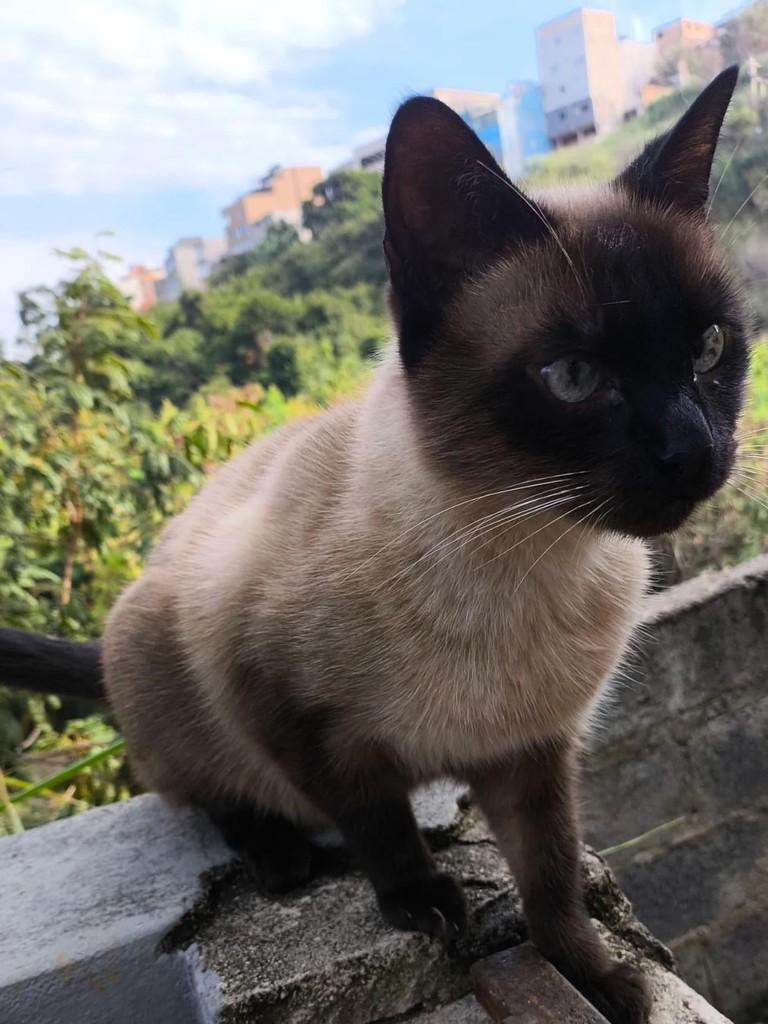 Princesa, gata de porte pequeno para adoção em Belo Horizonte - MG