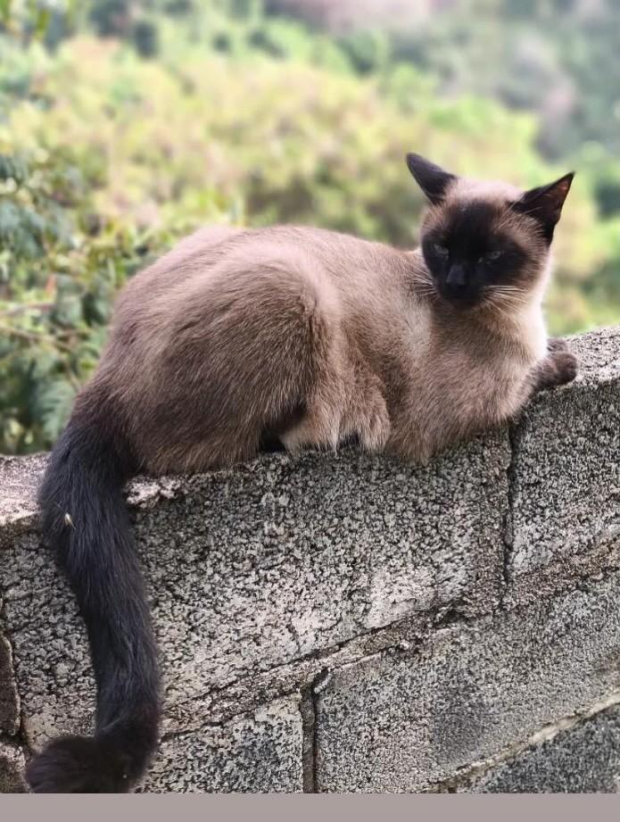 Princesa, gata de porte pequeno para adoção em Belo Horizonte - MG — foto 2 de 2