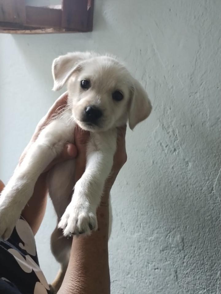 Dutch, cachorro de porte médio para adoção em Belo Horizonte - MG