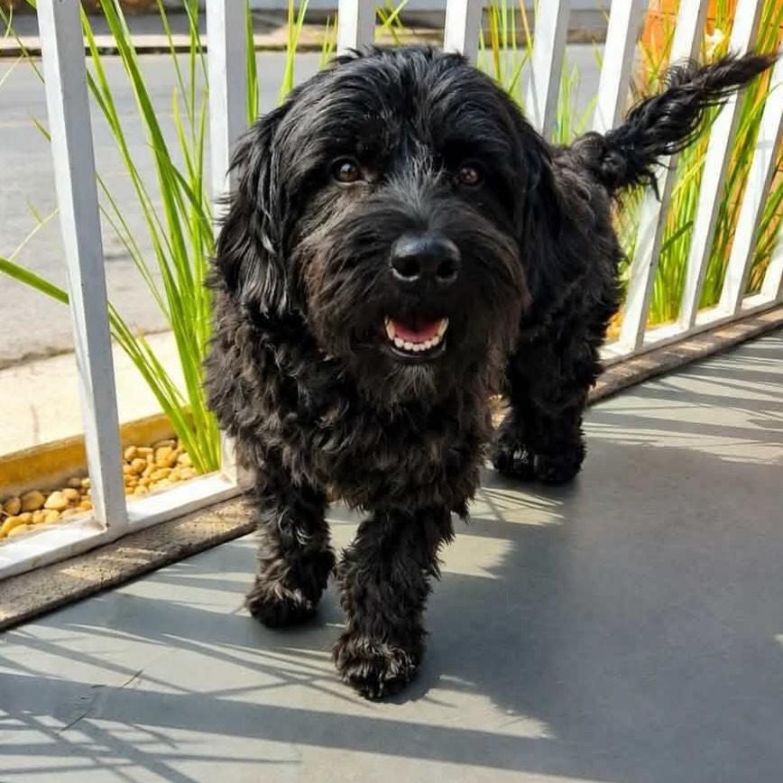 Theo, cachorro de porte médio para adoção em Belo Horizonte - MG