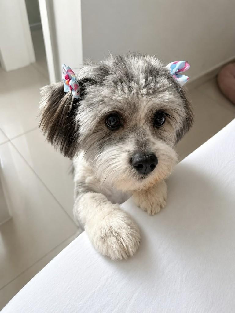 Lili, cadela de porte pequeno para adoção em Belo Horizonte - MG